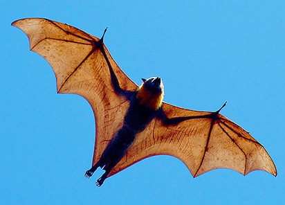 Flying Foxes: Bizarre Bats with a Delicious&nbsp;Secret