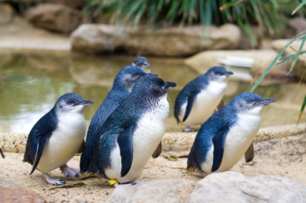 Why Little Penguins Are the Cutest Nocturnal&nbsp;Animals