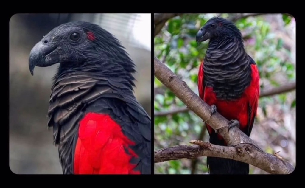 Dracula Parrots Are They&nbsp;Real?